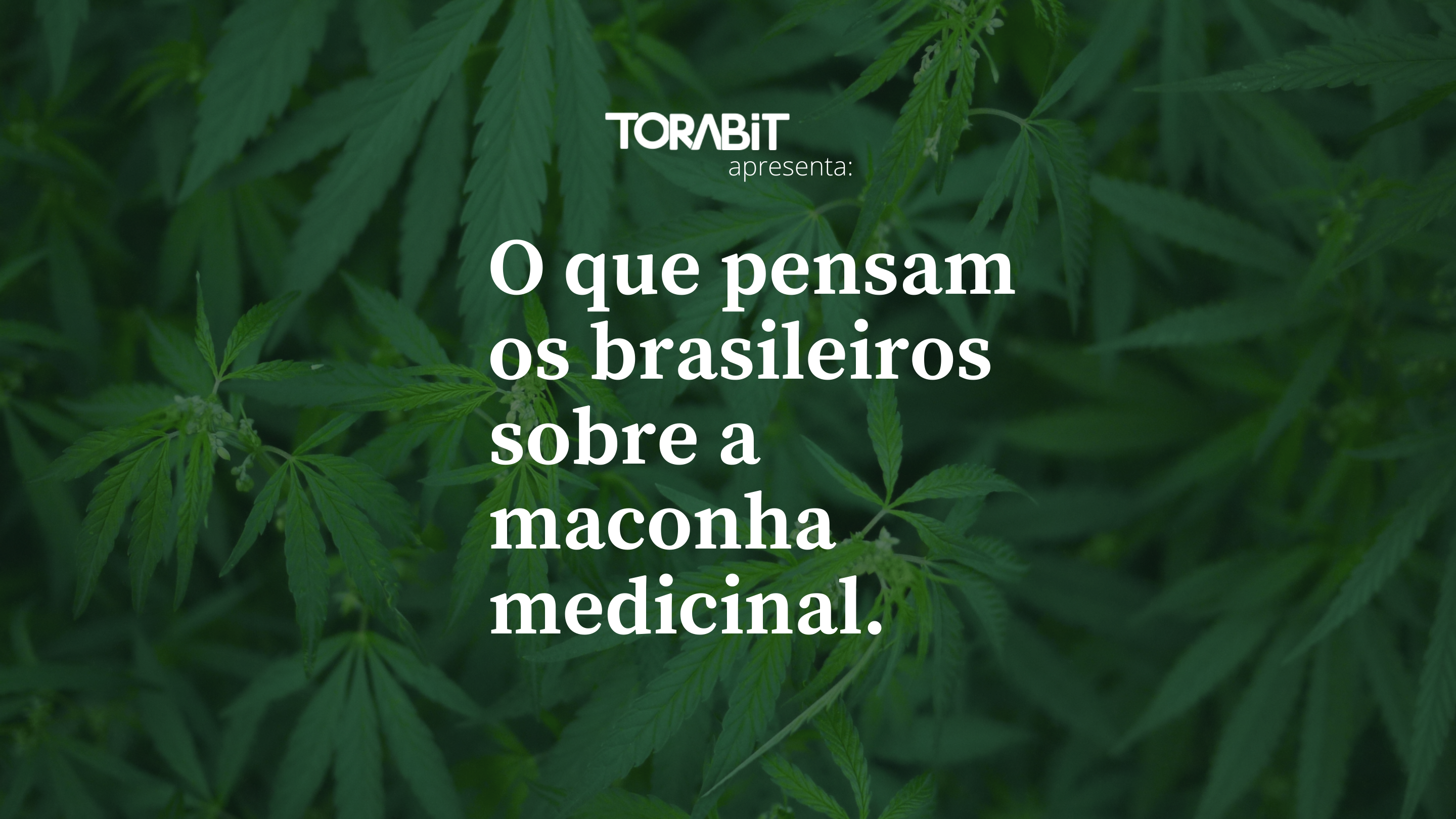 Maconha Medicinal na Internet